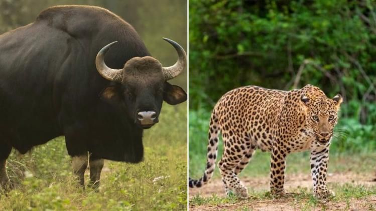 ডুয়ার্সের দুয়ারে বাইসন-চিতাবাঘ, আতঙ্কে কাঁপছে এলাকা, জখম ১