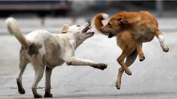 ফাইল ছবি।