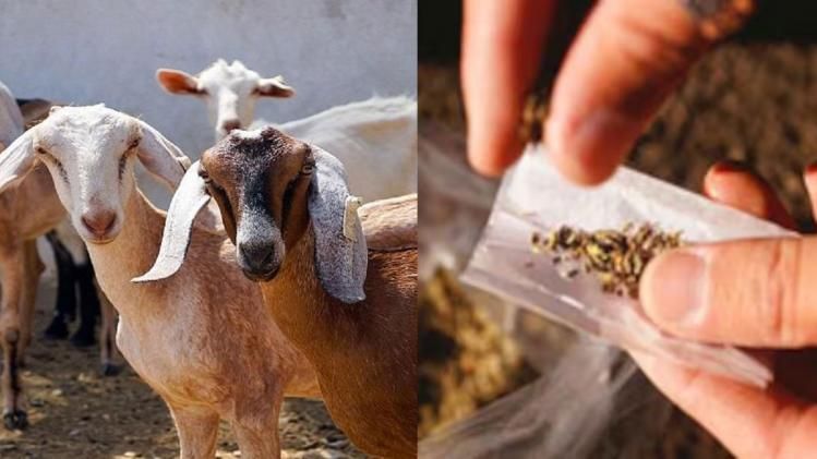 ছাগলের আড়ালে লক্ষ লক্ষ নগদ-কোটি টাকার ড্রাগ, সল্টলেকে মহিলা সহ ধৃত ২