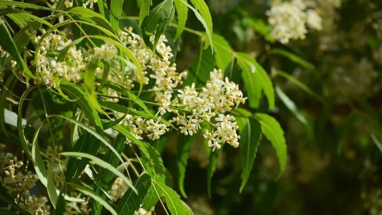 গ্যাস-অ্যাসিডের নিশ্চিত নিরাময়, নিম  ফুলেরও রয়েছে এক ডজন ওষধি গুণ