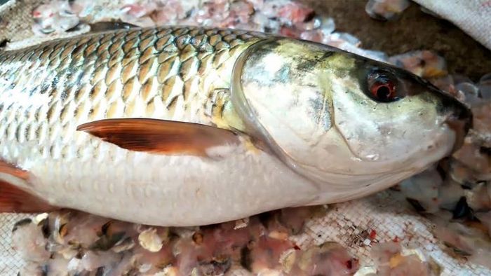 বঁটি ছাড়া মাছের আঁশ ছাড়ানোর উপায়