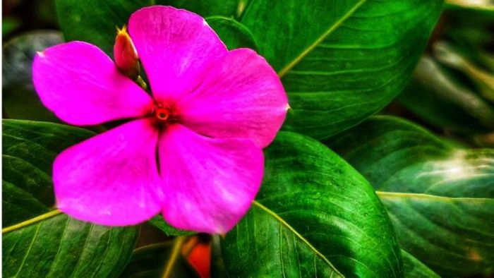 নয়নতারার উপকারিতা/ প্রতীকী ছবি