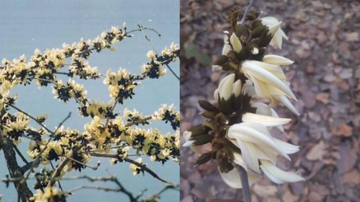 শ্বেত পলাশ