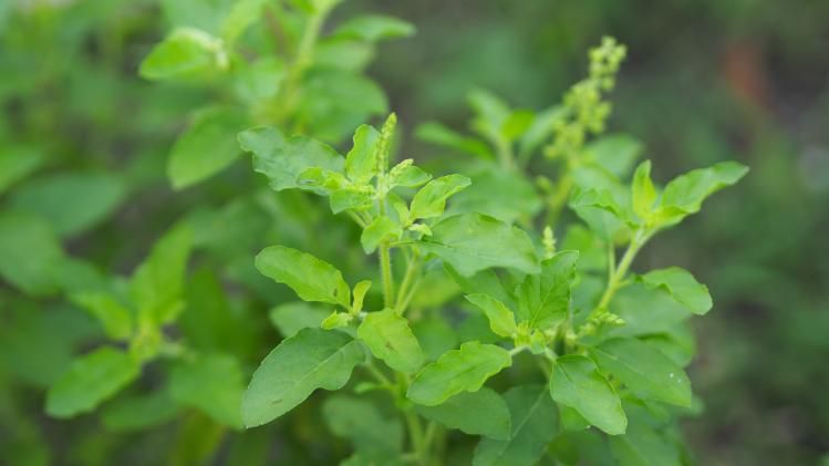 তুলসী গাছের পাশে ভুলেও রাখবেন না এই ৫ জিনিস, রুষ্ট হবেন মা লক্ষ্মী