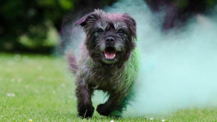 পোষ্যর যত্ন নিন হোলিতে (ছবি: গেটি ইমেজেস)