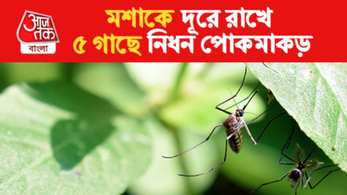 Mosquito Repellent Plants