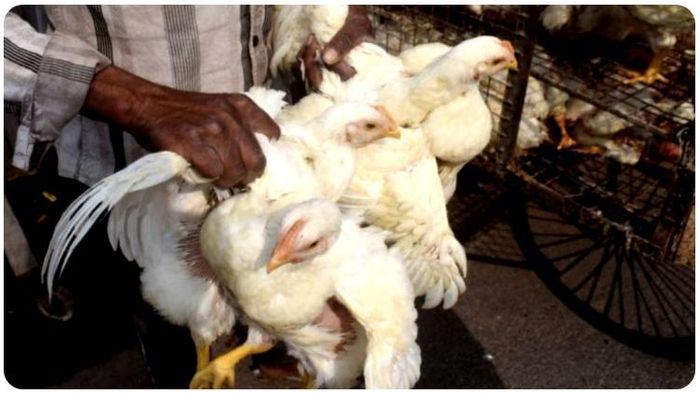 রাজ্যজুড়ে কমছে চিকেনের দর; ৭ দিনে ২০% পড়ল মাংসের দাম!
