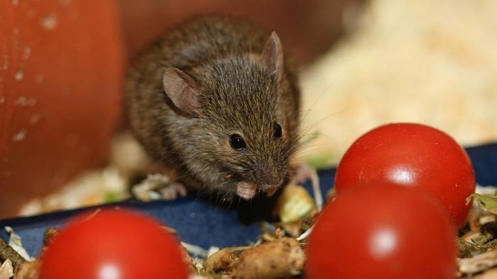 ইঁদুর তাড়ানোর ঘরোয়া টোটকা