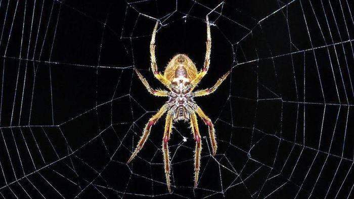 মাকড়সা তাড়ানোর উপায়