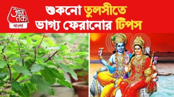 Tulsi Vastu Tips তুলসী বাস্তু টিপস।