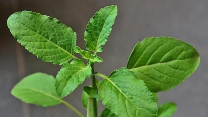 নবরাত্রির তুলসী উপায়