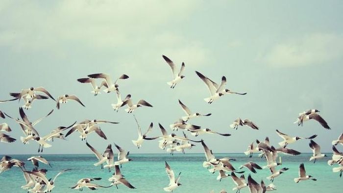 সাড়ে ৭০০ রকমের পাখি, ডুয়ার্সে চলছে পাখি উত্সব, পর্যটকদের ভিড়