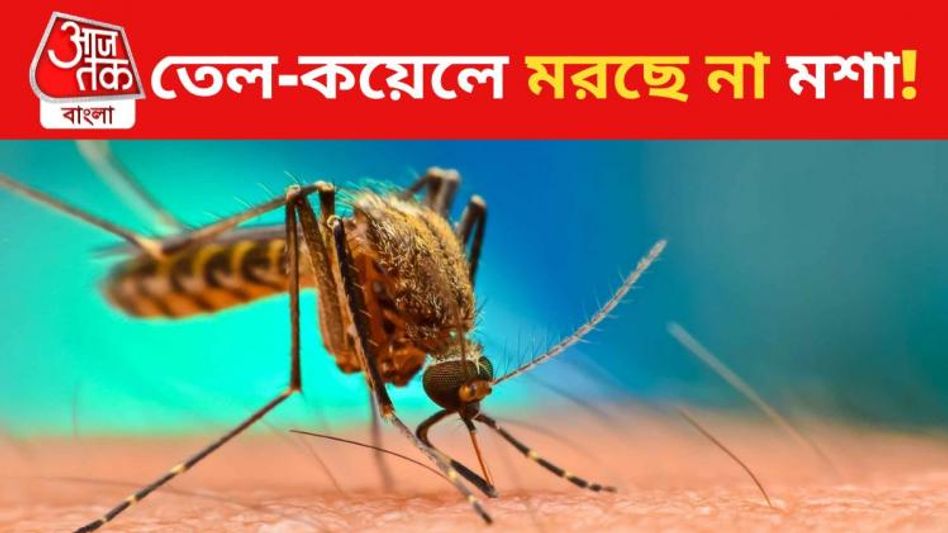 EXCLUSIVE: কয়েল-তেলেও আর মশা মরছে না, 'জিন-পরিবর্তন', দিশেহারা পুরসভা EXCLUSIVE: কয়েল-তেলেও আর মশা মরছে না, 'জিন-পরিবর্তন', দিশেহারা পুরসভা