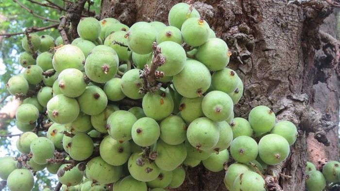 পুষ্টির খনি ডুমুর