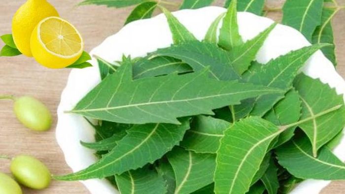 ধুত্তোর দামি ডিও-পারফিউম! ঘামের গন্ধ চলে যায় লেবু আর নিমেই, কীভাবে?