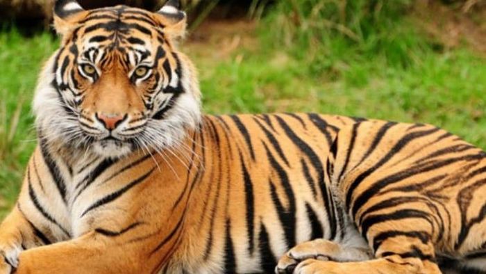 সুন্দরবনের পাশাপাশি এবার উত্তরবঙ্গেও রয়্যাল বেঙ্গল, কোথায়?