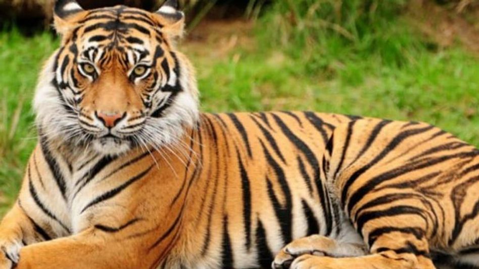 সুন্দরবনের পাশাপাশি এবার উত্তরবঙ্গেও রয়্যাল বেঙ্গল, কোথায়? সুন্দরবনের পাশাপাশি এবার উত্তরবঙ্গেও রয়্যাল বেঙ্গল, কোথায়?