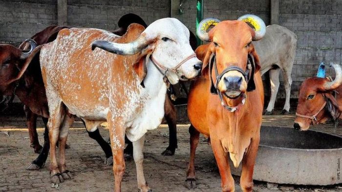 বিনা পয়সায় গরু, সঙ্গে আরও ৯০০ টাকা দিচ্ছে সরকার, কারা কীভাবে পাবেন?