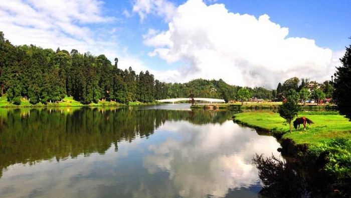 পালমাজুয়া- ছবি ডুয়ার্স ইনফো