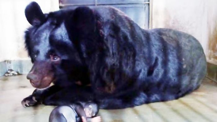 ব্ল্যাক বিয়ারের সংখ্য়া বাড়ল শিলিগুড়িতে, সাফারি পার্কে নতুন অতিথিকে ঘিরে উন্মাদনা। ছবি-সংগৃহীত