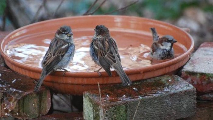 ছাদে বা বারান্দায় একটু জল রেখে দিন। ছবি সংগৃহীত।