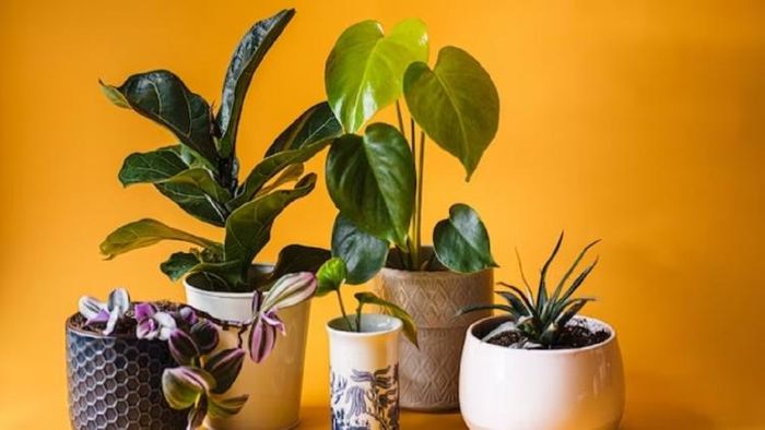 এই গাছগুলি বাড়ির অক্সিজেন মাত্রা বাড়ায়