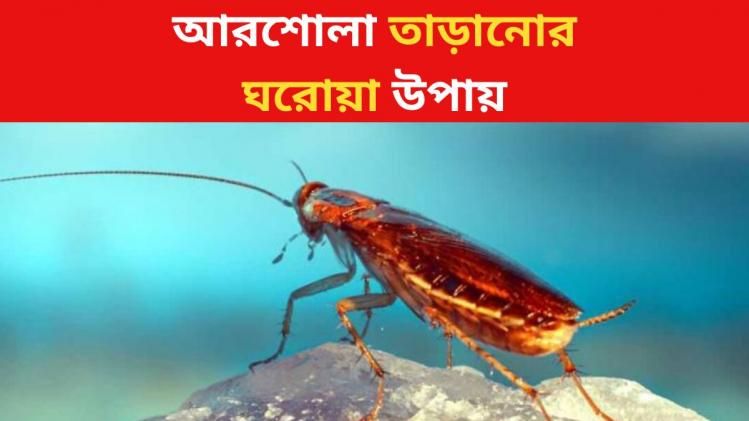 আরশোলা তাড়ানোর ঘরোয়া উপায়
