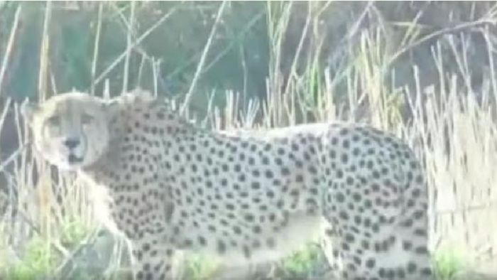 কুনোর জঙ্গল থেকে গ্রামে পালিয়ে যাওয়া সেই চিতা।