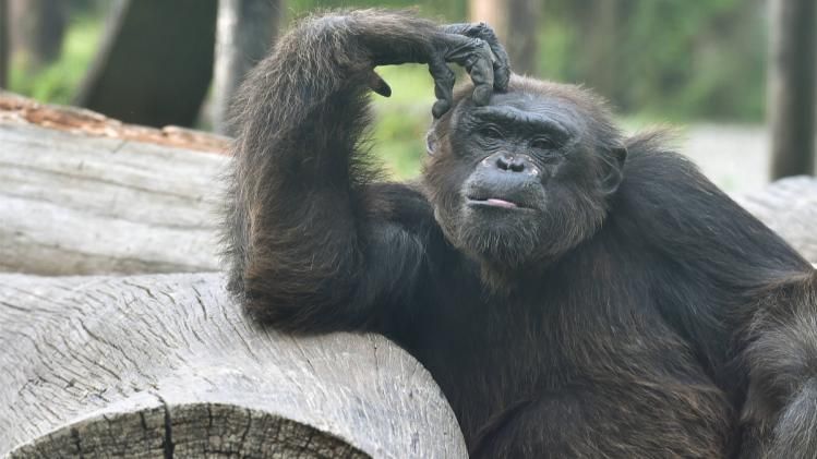 লস্যিতে মজেছে চিড়িয়াখানার শিম্পাঞ্জি 'বাবু', বাকিদের কী পছন্দ?
