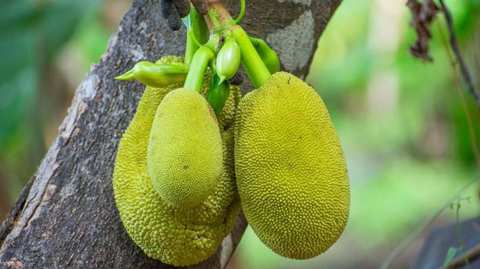 এই ব্যক্তিরা ভুলেও খাবেন না এঁচোড় ও কাঁঠাল, খেলেই বিপদ এই ব্যক্তিরা ভুলেও খাবেন না এঁচোড় ও কাঁঠাল, খেলেই বিপদ