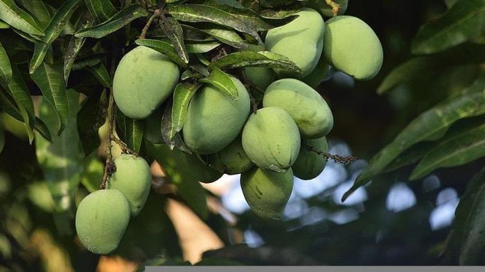 জানুন আম পাতার উপকারিতা