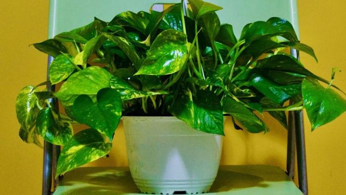 বাড়িতে মানি প্ল্যান্ট রাখার নিয়ম