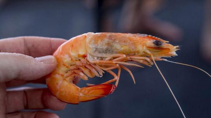 চিংড়ি বহু মানুষের প্রিয় মাছ (ছবি: গেটি ইমেজেস)