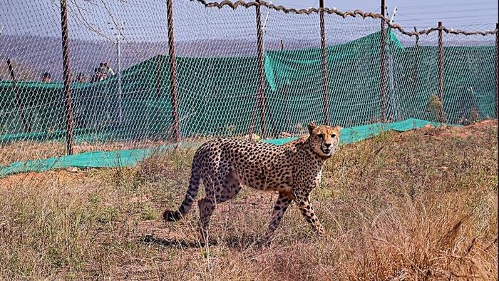 মধ্যপ্রদেশের কুনো জাতীয় উদ্যানে চিতা উদয়ের মৃত্যু হয়েছে