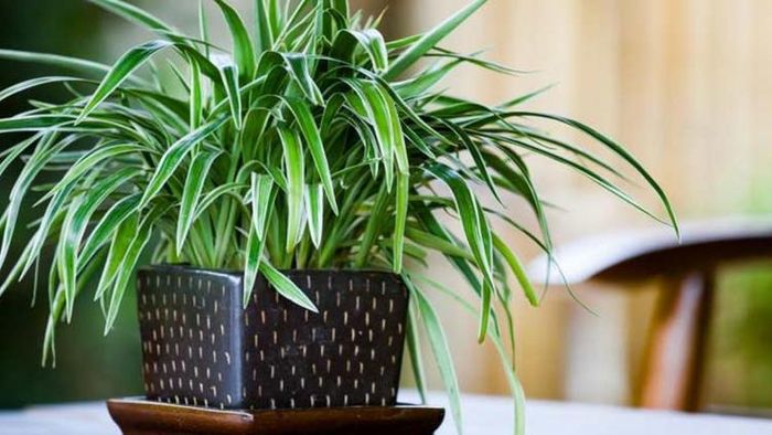 Spider Plant Upay: মানি প্ল্যান্টের সঙ্গে এই ছোট গাছটি ঘরে লাগান, চারিদিক থেকে টাকার বৃষ্টি শুরু হবে