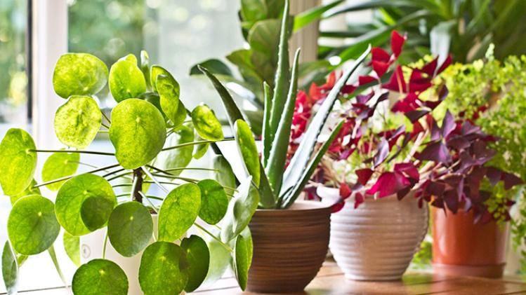 সৌভাগ্যের প্রতীক, বাড়িতে সুখ-শান্তি নিয়ে আসে এই গাছগুলি; জেনে নিন তাদের নাম