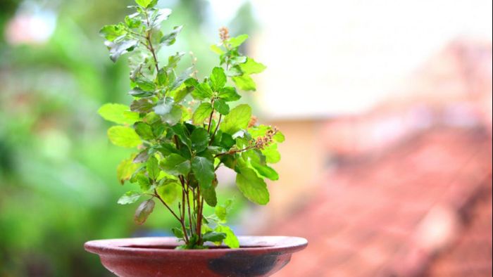 তুলসী গাছ লাগানোর সেরা মাস জানুন