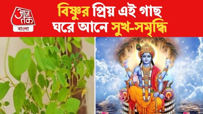 vastu tips for aparajita plant