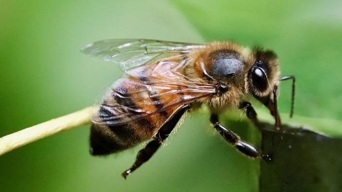 মৌমাছি বা বোলতার হুল কাটানোর উপায়