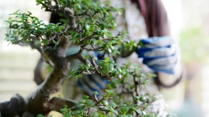 আয়ের চেয়ে ব্যয় বেশি? বাড়ির আশপাশে এই ৪ গাছ থাকলে এখনই সরান