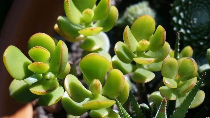 কুবেরের গাছ চেনেন? কথিত আছে, বাড়িতে রাখলে টাকার বৃষ্টি হয়