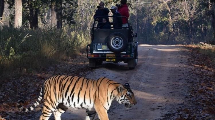 এবার জঙ্গল সাফারি করুন নিরাপদে, চালু হচ্ছে সরকারি প্যাকেজ
