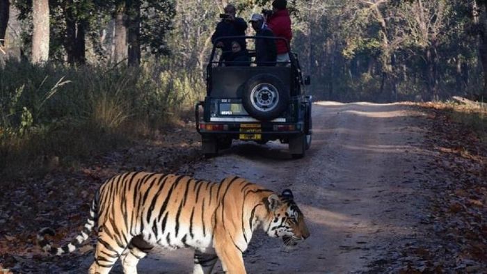 এবার জঙ্গল ঘোরা আরও আকর্ষণীয়, 'সরকারি প্যাকেজ' চালু করতে চলেছে রাজ্য