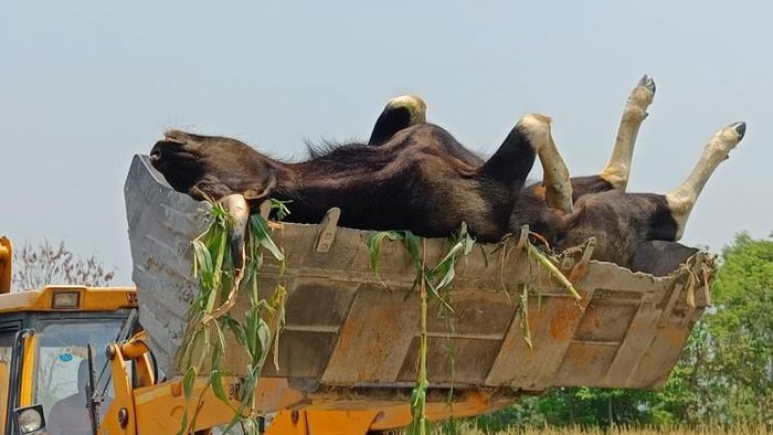 ঘুমপাড়ানি গুলিতে কাবু ঘাতক বাইসন