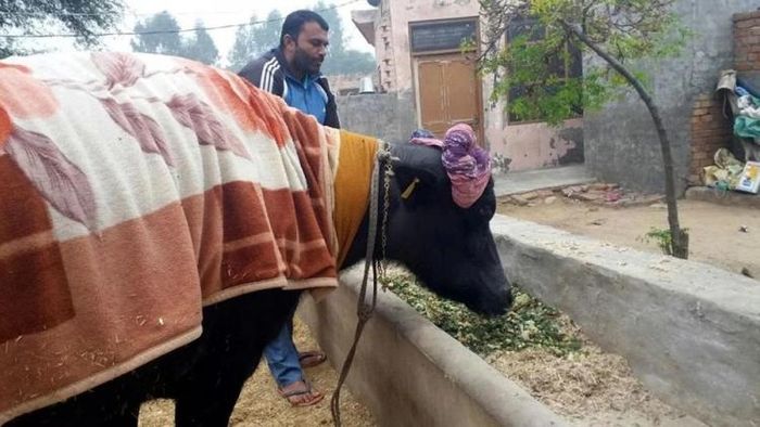 হরিয়ানার এই মোষগুলির দামে মার্সিডিজ, বিএমডাব্লু কেনা যায়, কিন্তু কেন এত দাম?