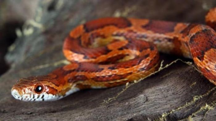 গাড়ির ড্যাশবোর্ডে বসে বিশাল সাপ, দেখেই ভয়ে গলা শুকিয়ে গেল চালকের