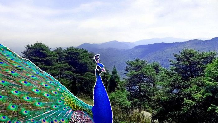 এখানে পাকা ফসল খেতে আসে ময়ূরের দল,