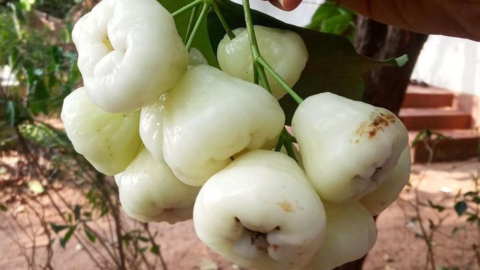 জামরুলের রয়েছে বহু উপকারীতা