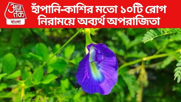 হাঁপানি-কাশির মতো ১০টি রোগ নিরাময় করে অপরাজিতা