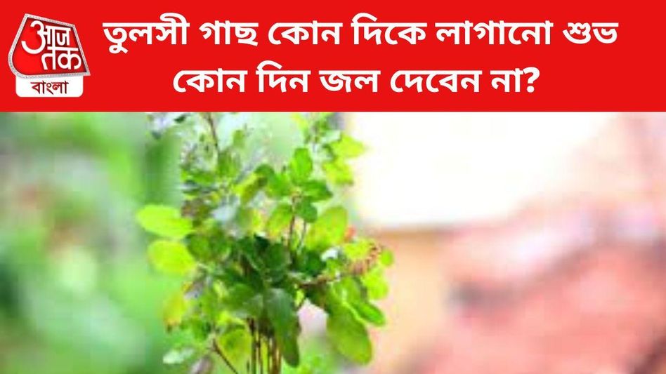 বাড়িতে কি একাধিক তুলসী গাছ লাগানো যায়, এর প্রভাব কী? জানুন বাস্তুশাস্ত্র যা বলছে বাড়িতে কি একাধিক তুলসী গাছ লাগানো যায়, এর প্রভাব কী? জানুন বাস্তুশাস্ত্র যা বলছে